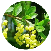Berberine