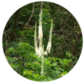 Black Cohosh
