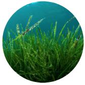 Spirulina Blue