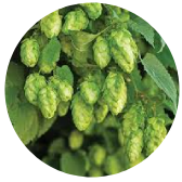 hops